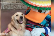 介助犬をしているゴールデン・レトリバー、ディズニーに連れてきて貰いドナルドダックの膝でマッタリ