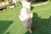 「あまりにも早すぎる」警察に殺処分されたペットのマイクロブタ…飼い主が分からない動物は落とし物？