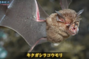 【動画】コウモリ、めっちゃ怖い　お前らの想像の3倍は怖い