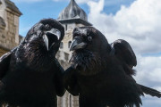 カラスが居ないと国が滅びる…英ロンドン塔では常に6匹居ることが勅令で定められ！