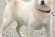 ペット飼いたい おすすめの犬教えて