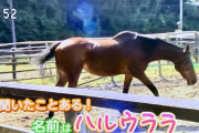 一般人が知ってる競走馬なんか「ディープインパクト」「オグリキャップ」「ハルウララ」だけだろ