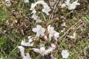 ワイドカタ、桜が咲いてきたので花見しにきたｗｗｗ（※画像あり）