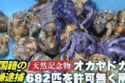 【沖縄】天然記念物の「ムラサキオカヤドカリ」682匹密漁　中国人30代夫婦を逮捕「中国に持って帰ろうと思った」
