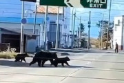 【動画】荻伏町で幼稚園の送迎バスから大きな熊が撮影される(((ﾟДﾟ)))