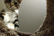 【ねこ画像】上から覗き込むねこ、ウインクミケにゃん、キャットタワーのぼり ほか