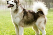 コラみたいな大きさの犬、見つかる
