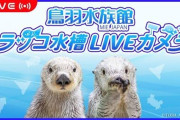 鳥羽水族館・ラッコ水槽のライブ配信が人気に→◯◯◯が発生し、モザイクをかける事態に…