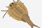 田んぼにいるカブトエビって最終的にどうなるの？