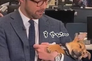 かわいい放送事故。テレビ放送中にニュースキャスターの腕に抱かれてスヤスヤ寝る子犬