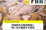 【朗報】 脱走ニシキヘビ、ペットショップに引き取られることが決定