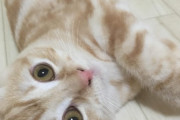 【ねこ画像】かわいいと自覚してるな、こたつの上がお好き、こたつの中から・・・？