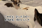 さ～て、犬釣りでもするか。猫じゃらしで犬を釣り上げようとする猫