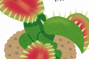 コバエ対策に食虫植物を買うことを決意!！！！