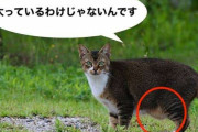 猫について知ってる知識