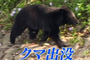 【ヤバイ】クマさん、今日は秋田・能代のイオンにおでかけ　終日休業の貸切状態に