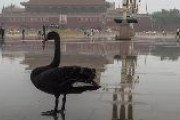 【動画あり】中国・天安門広場に“ブラックスワン”現る