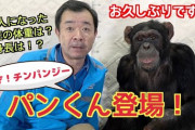 【朗報】天才チンパンジーパンくんの現在