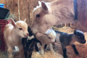 誕生の翌日から元気に歩き回る子ヤギたちの姿に春を感じます