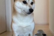 ワイ宅の柴犬に犬専用エアマックスを買ってやった（※画像あり）