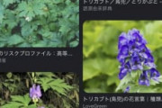 トリカブト「葉っぱ１枚で人を死に至らせます」園芸屋「トリカブトの苗600円です」