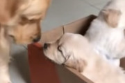 新しくやってきた仔犬たちを見たゴールデンレトリバーの反応が海外で話題に
