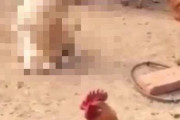 【動画】イッヌ「ちょっとくらい鶏に紛れてもバレんやろ…」