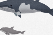 クジラとイルカとシャチの違いを説明できるビッパー0人説