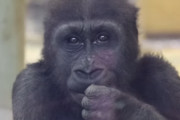 海外「賢い！」日本の動物園にいるゴリラの知能に海外びっくり仰天！（海外の反応）
