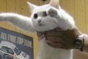 【クソスレ】外国人「Longcat完成を目指すスレ」【海外の反応】