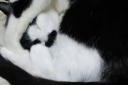 【ねこ画像】うちの猫様、糖尿病の経過観察中でしたが無事治癒しました…本当によかったwww