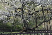 【中央日報】　２０５０年の道には「韓国の桜」飛ばそう…「桜の解放」に取り組む人々