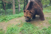 「人を食った熊は絶対殺さんといかん」クマを知り尽くしたマタギの経験談にゾッ！「人は毛がない＆柔らかい獲物。間違いなく次も人を狙う」