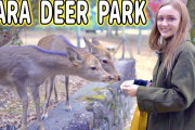 【動画】奈良公園でお辞儀する鹿にせんべいをあげてみた！！