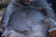ウォンバットとかいう動物