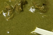【画像】初めてほうれん草カレーを食べたワイ、衝撃を受ける！！！！