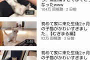 【悲報】もちまる日記さん、子猫を追加するが仲良くなれずサブチャンネルで妥協する