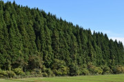 林野庁「今年も杉の木をたくさん植えなきゃ…！」←こいつら