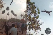 【動画】子ヤギを振り回して空中に放り投げる謎の儀式。（インド）