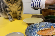 【悲報】ネコさん、野生を取り戻し狩猟本能を剥き出しにしてしまうｗｗｗｗｗｗｗｗｗ
