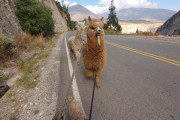 【画像】（続き）アルパカやリャマを仲間にしてアンデス山脈を冒険した時の写真貼ってく