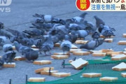【迷惑】ハトのために大量の食パンをバラまく男女のせいで駅前が大惨事になってしまう・・・