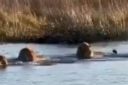 【動画】ライオン「ここ通って行こうぜ」カバ「ｼｭﾊﾞﾊﾞﾊﾞﾊﾞ」