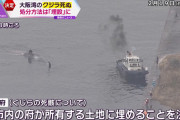 吉村知事さん「海に戻すよりも費用かさまない」死んだクジラは“埋設”で決定