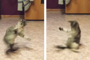 新技を練習中！？難易度高めなブレイクダンスをしている猫が撮影される！