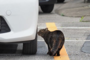 【ねこ画像】車とねこ、塀の上のねこ ほか【再】
