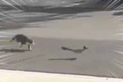 ネコが鳥を追いかける。びゅ～ん！ → ロードランナーでした…