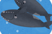クジラにも愛情がある？ ヒレを使って抱きしめ合う光景が撮影される　アメリカ（動画あり）