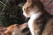 ネコに犬がちょっかいを出した。あぐあぐ♪ やめなさい、ぺしっ！ → 猫、一撃です…