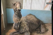 【悲報】ラクダさん、日本の猛暑で熱中症になり死んでしまう